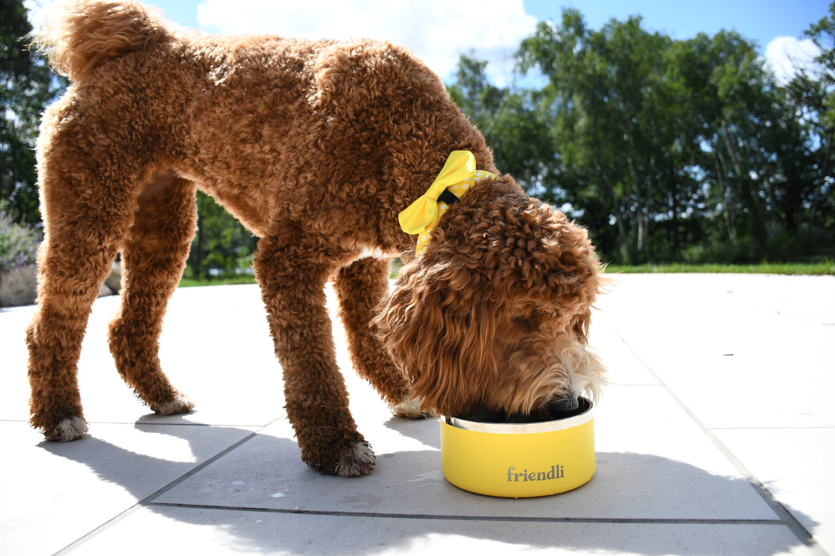 Sunshine Yellow Stainless Steel Double Wall Dog Bowl, 32oz