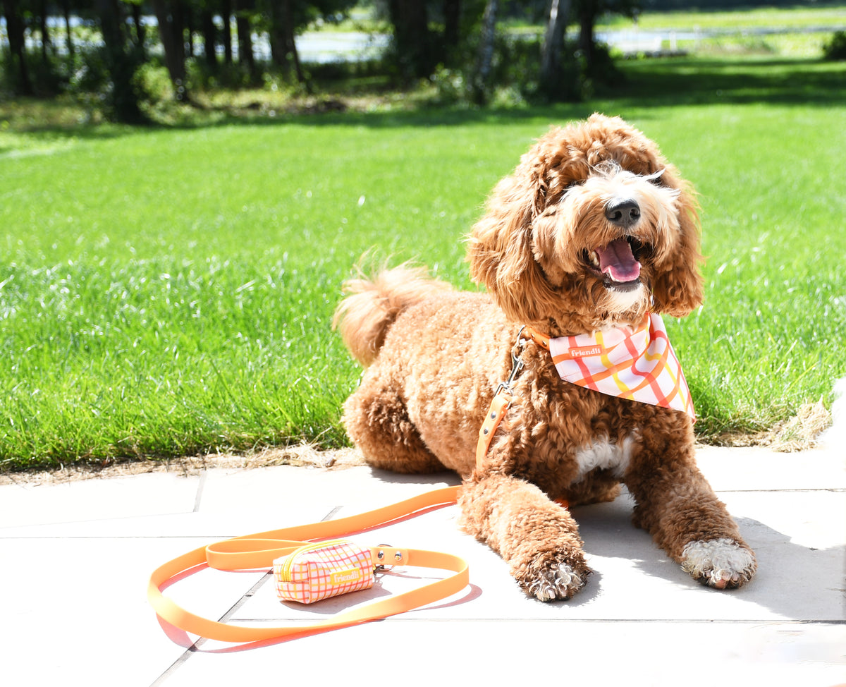 Tangerine Waterproof Dog Leash, 6ft