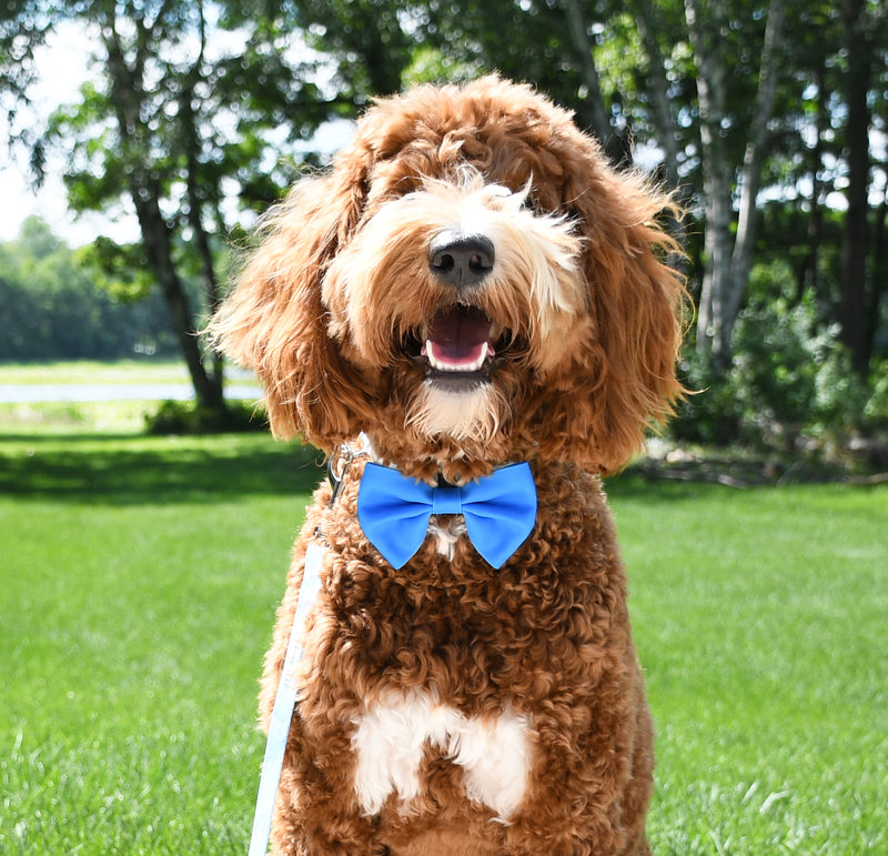 Blue Dog Bow Tie, 1ct