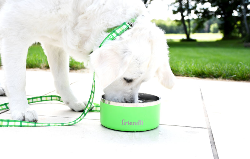 Cosmic Green Stainless Steel Double Wall Dog Bowl, 32oz