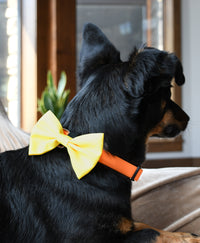 Sunshine Yellow Dog Bow Tie, 1ct