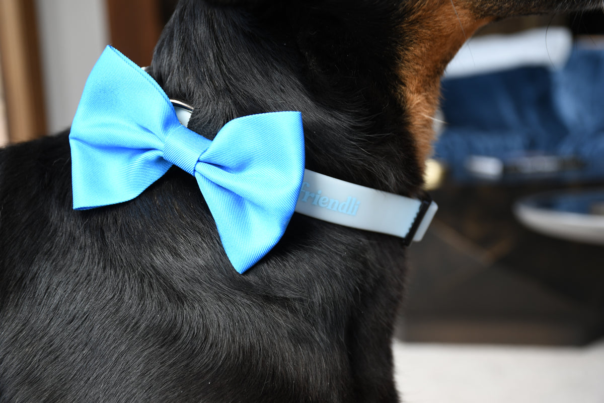 Ocean Blue Waterproof Dog Collar