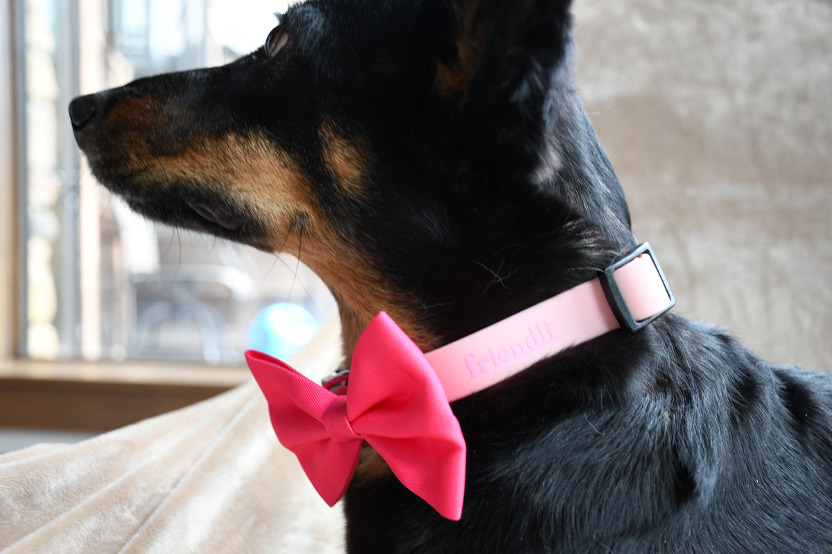 Bubblegum Waterproof Dog Collar