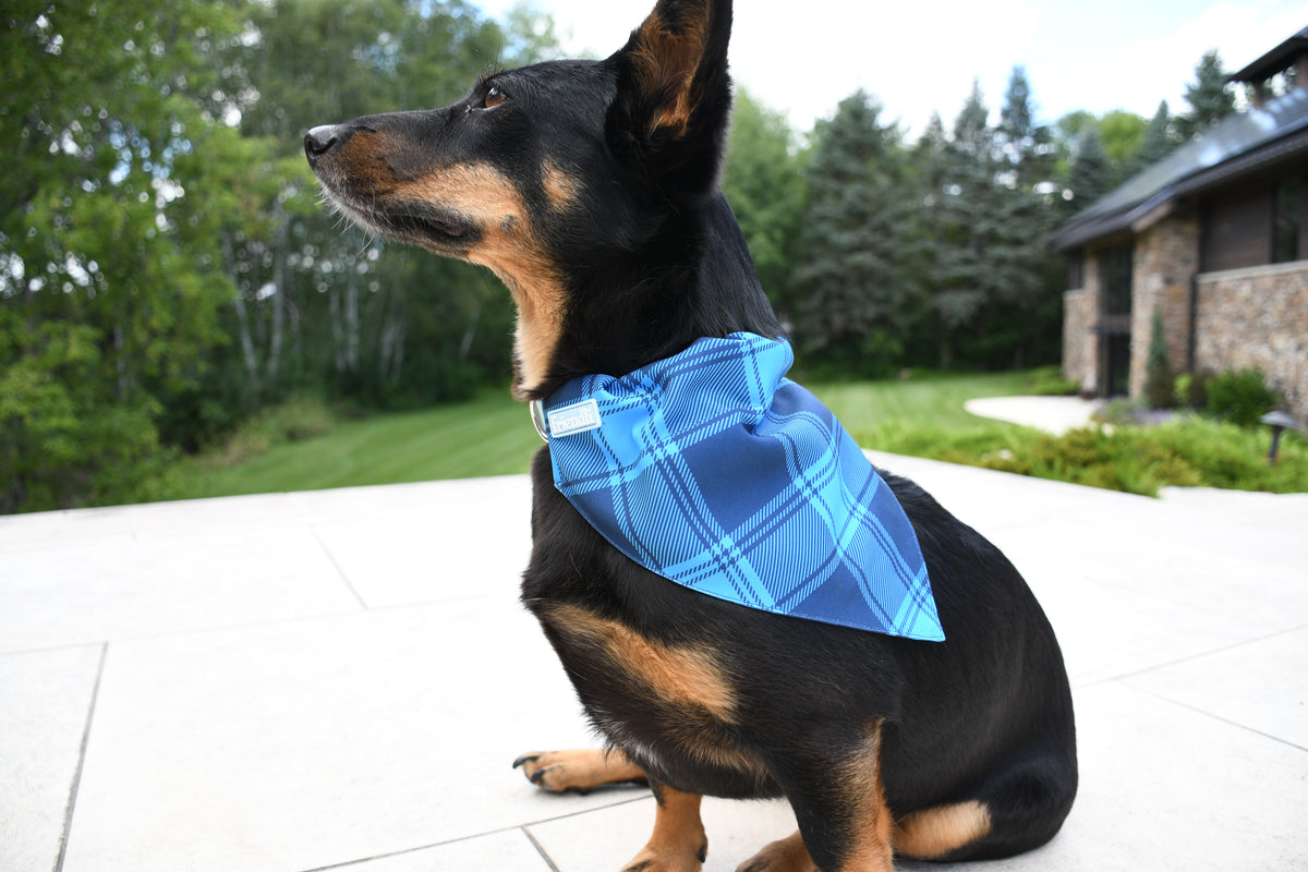 Blue Dog Bandana, 1ct