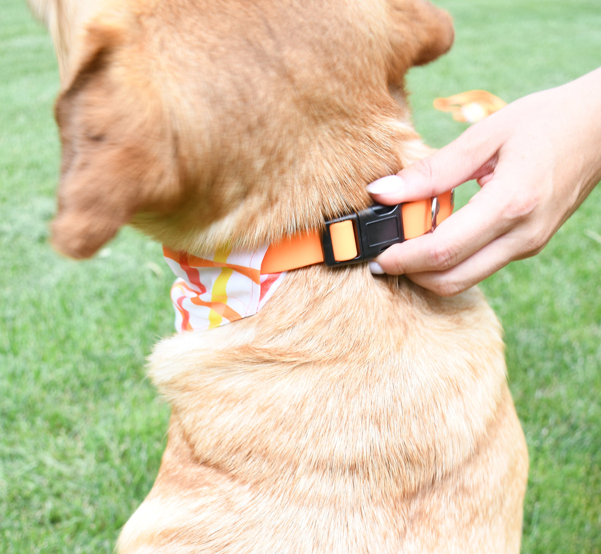 Tangerine Waterproof Dog Collar