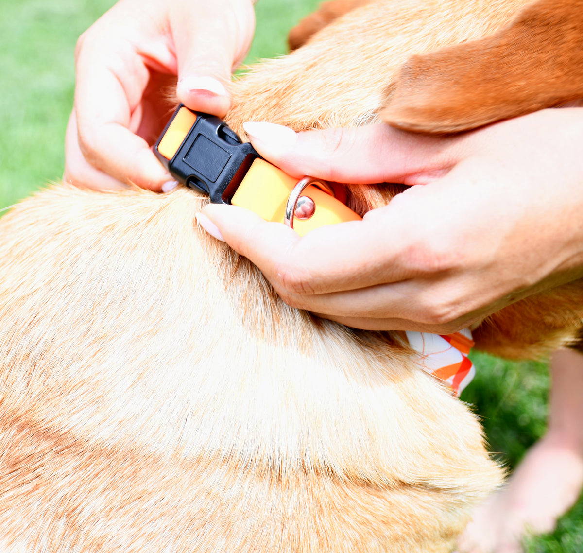 Tangerine Waterproof Dog Collar