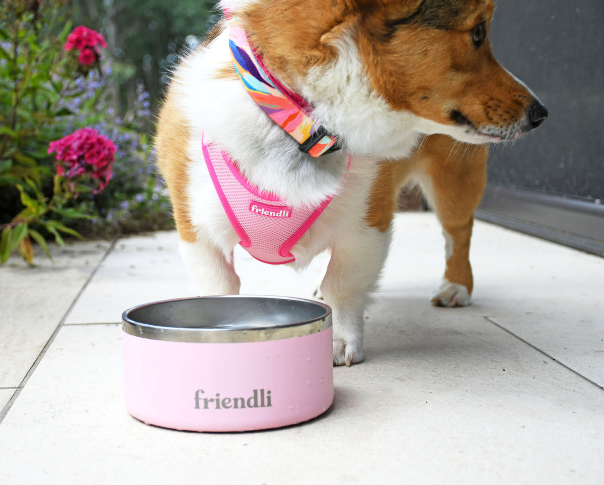 Pink Neoprene Dog Collar