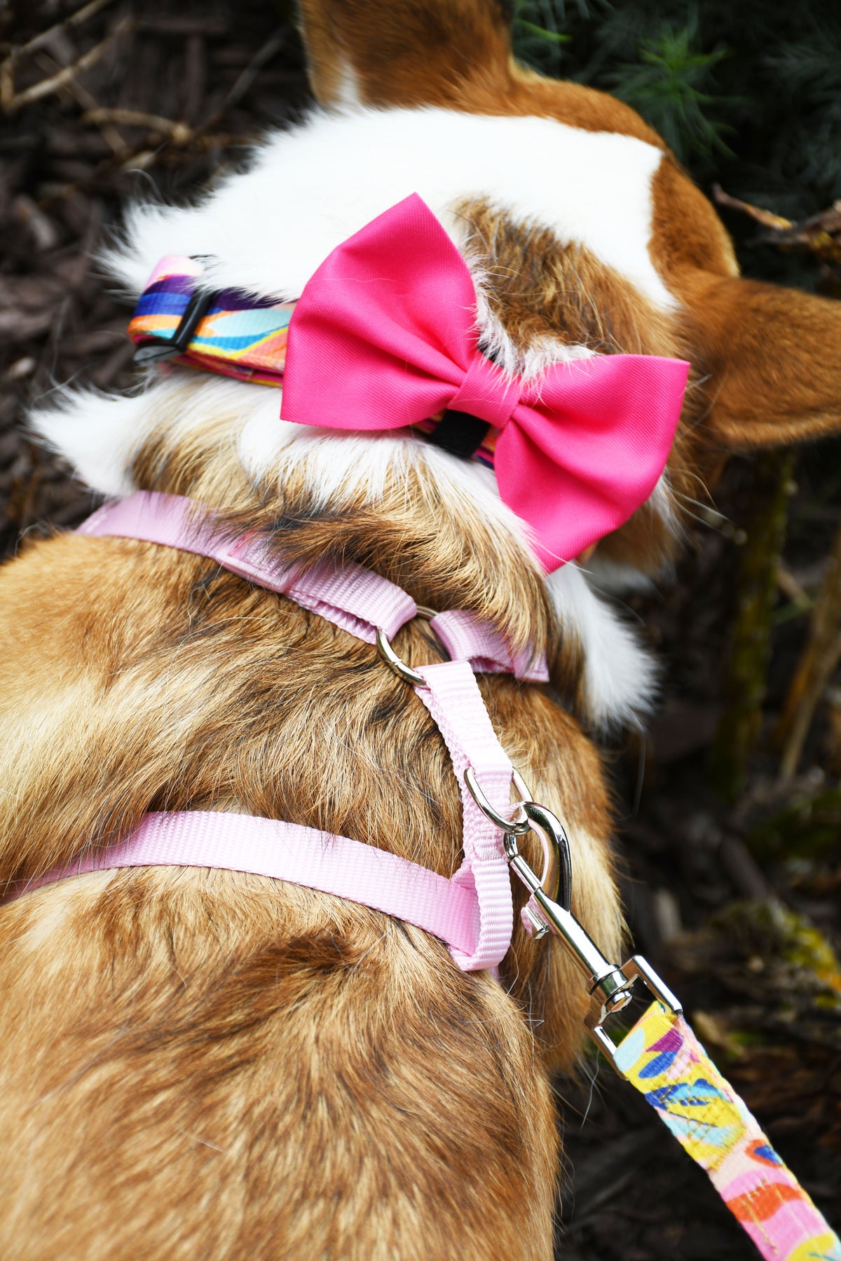 Hot Pink Dog Bow Tie, 1ct