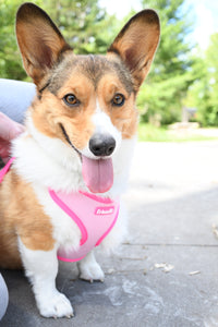 Bubblegum Pink Dog Mesh Harness