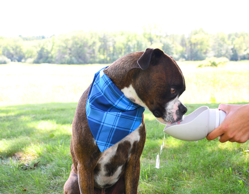 Pet Silicone Foldable Travel Water Bottle, 350ml