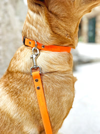 Tangerine Waterproof Dog Collar