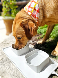 Dog Silicone Portable Travel Food Mat