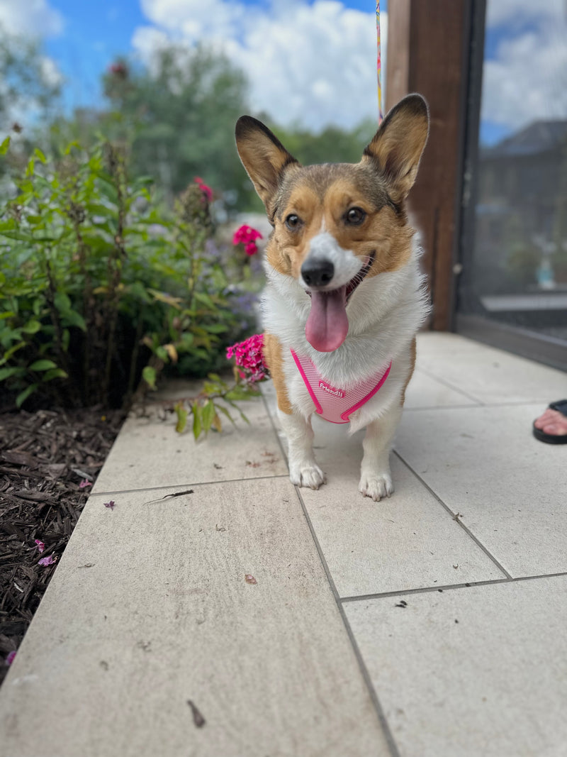 Bubblegum Pink Dog Mesh Harness